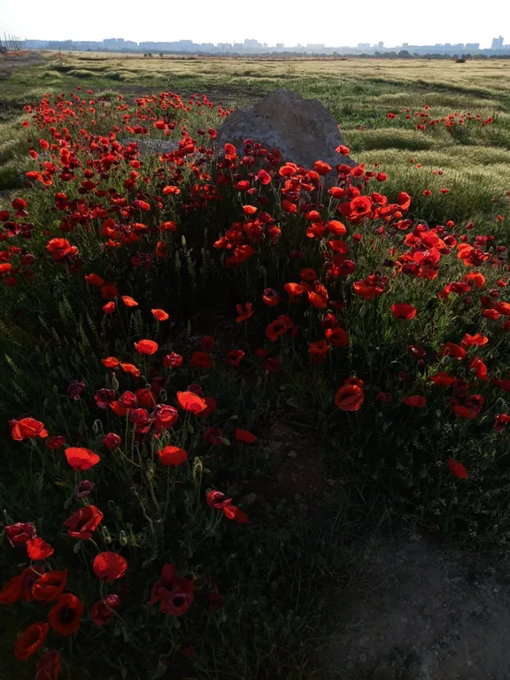 Коттедж Мини-коттедж 18м2 в стиле эко для двоих — Евпатория