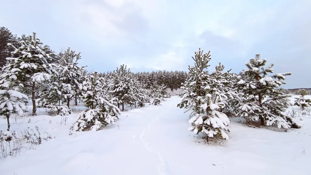 Уютный домик в сосновом лесу
