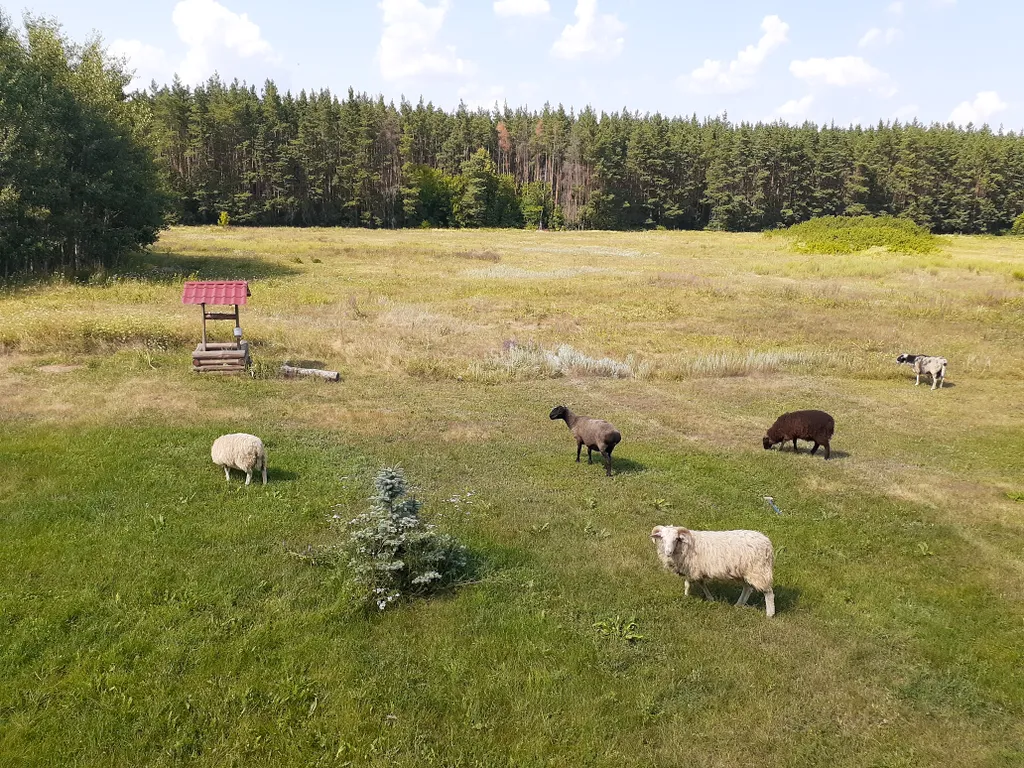 Дом в деревне на Дону в сосновом лесу