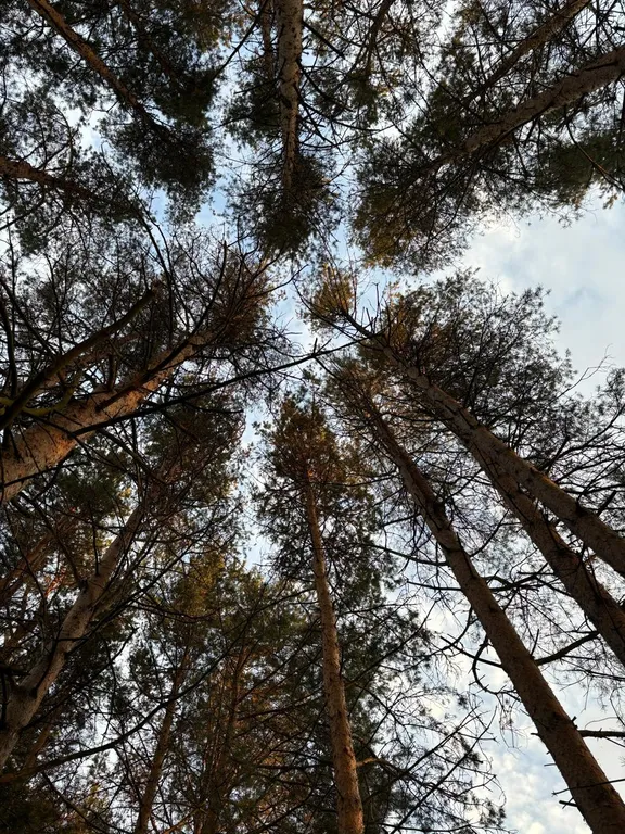Уютный дом, баня на дровах, банный чан в сосновом бору Петрозаводска