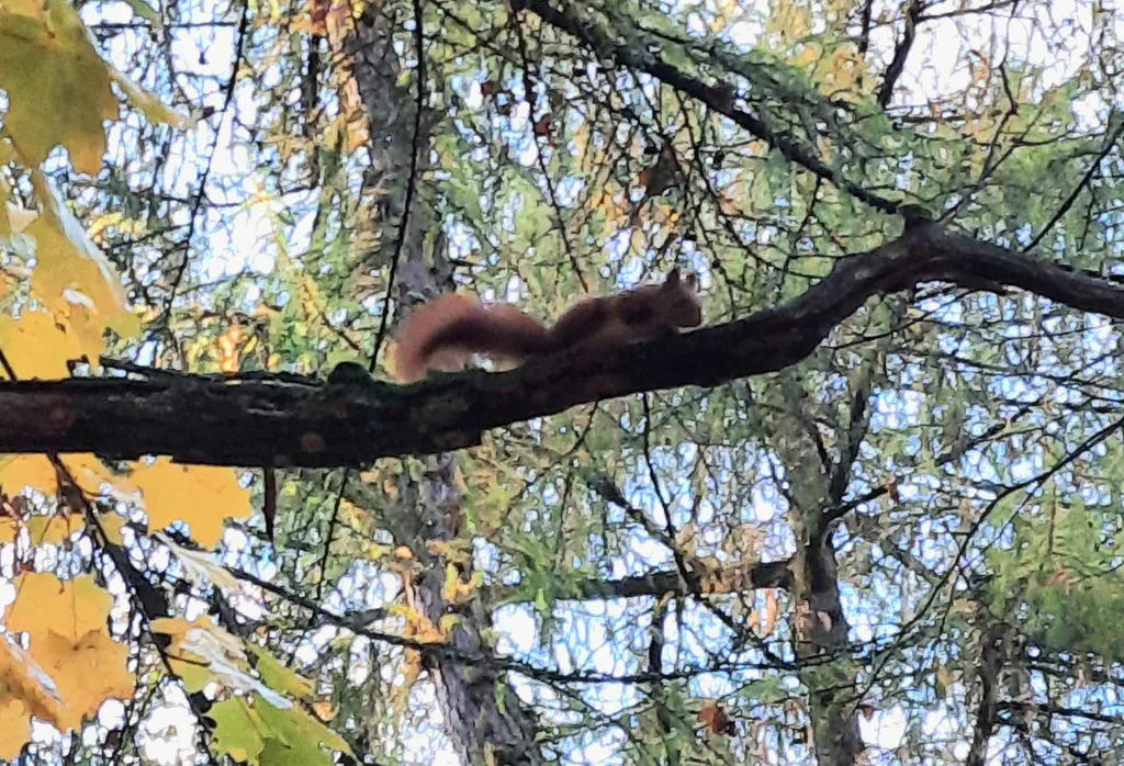 Квартира Квартира Уютная 2к студия у моря — Светлогорск