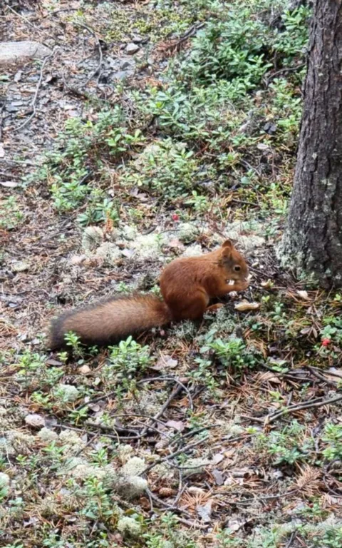 Дом с баней