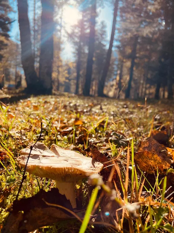 Коттедж Атмосферный домик с мангалом в горах — Архыз