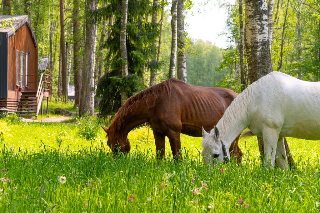 Дом с видом на лес