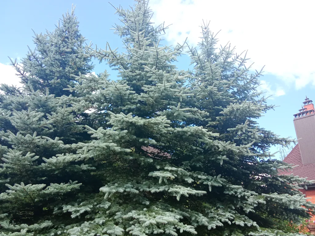 Дом с баней