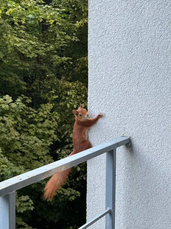 Квартира Апартаменты с видом на парк — Калининград