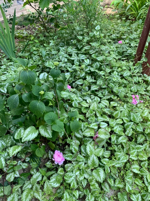 Квартира 1-комнатная Квартира — Сочи