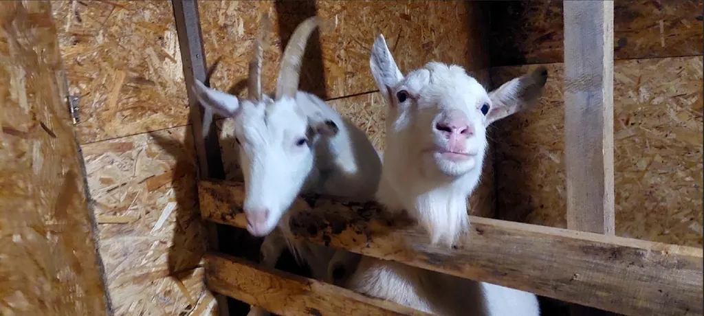 Домик в лесу