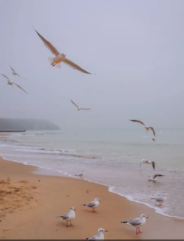 Квартира 1-комнатная Квартира — Светлогорск