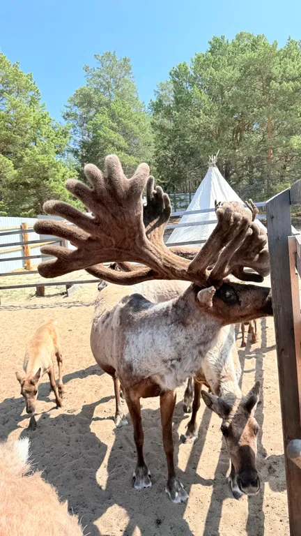Дома А-фрейм на Ольхоне с видом на Байкал!