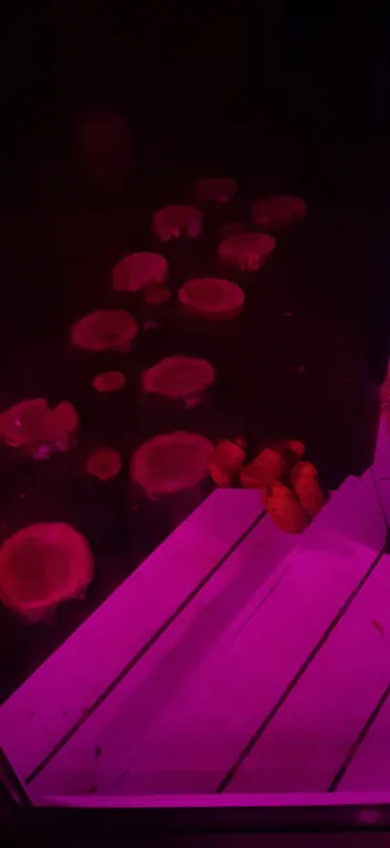 Шемякинский уголок