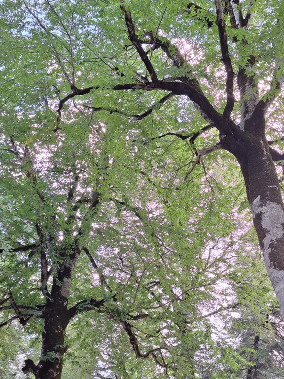 Коттедж Домики в лесу Hill Bee — Архыз