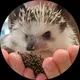 Марина