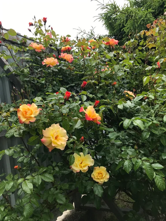 Коттедж Коттедж Лайтхаус Кот Маркиз 1А — Зеленоградск