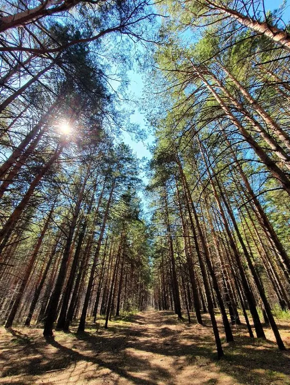 Квартира с кондиционером на берегу Обского моря в сосновом бору