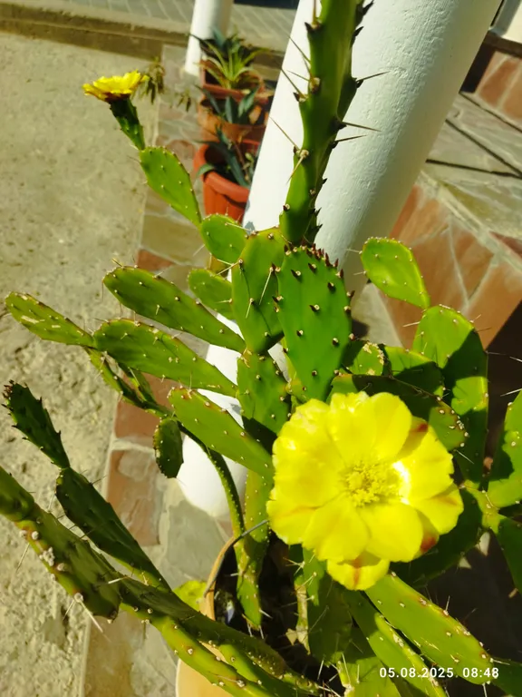 Ракушка Казантипа