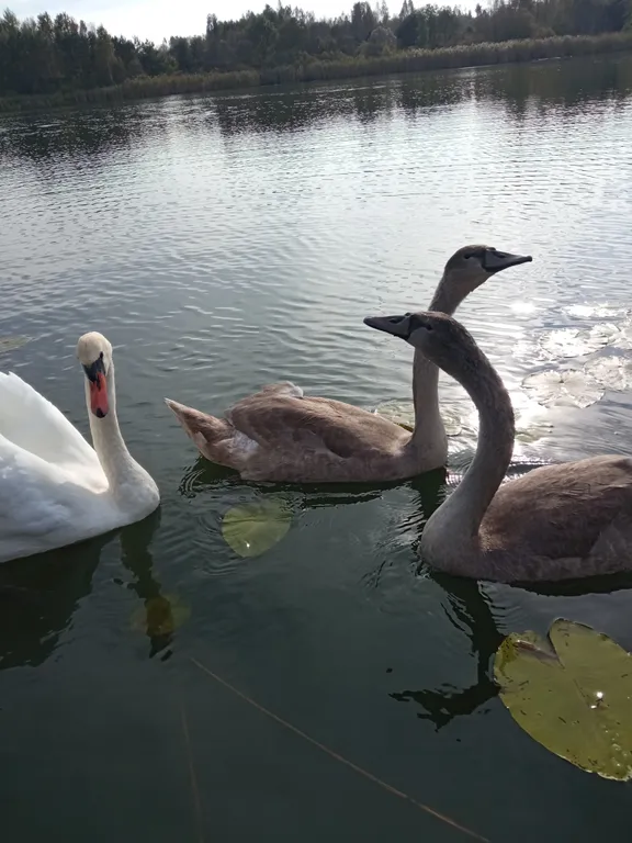 Домик у самого озера