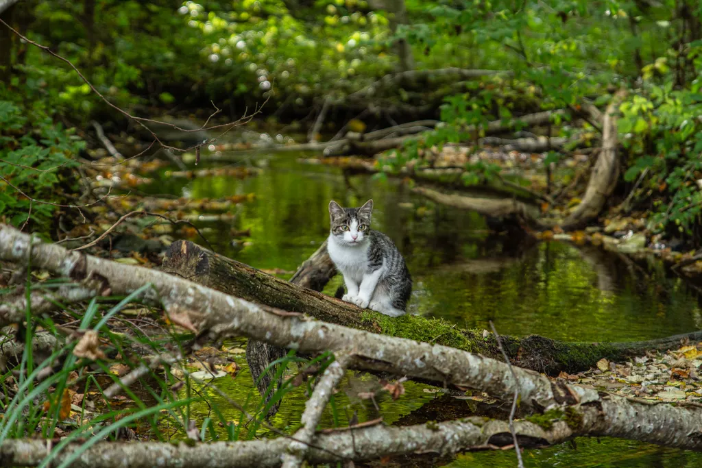 Усадьба Медвежий угол в лесу на берегу озера