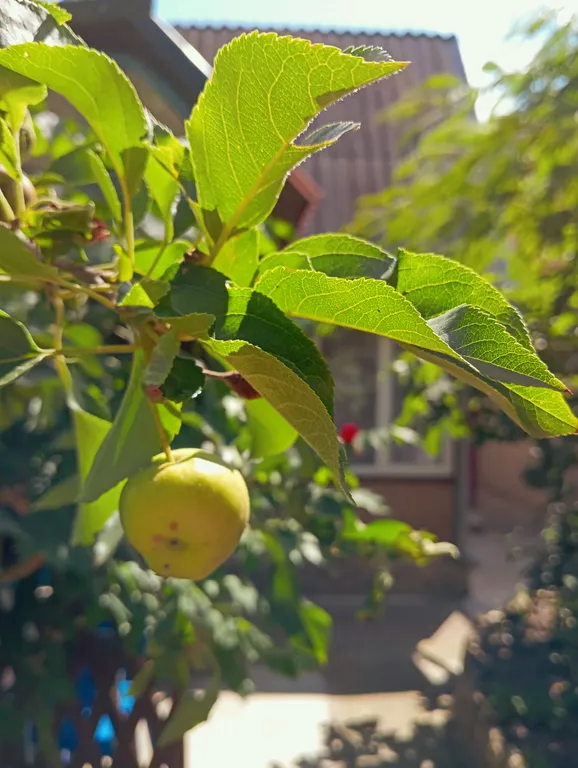 Двухкомнатный номер с беседкой