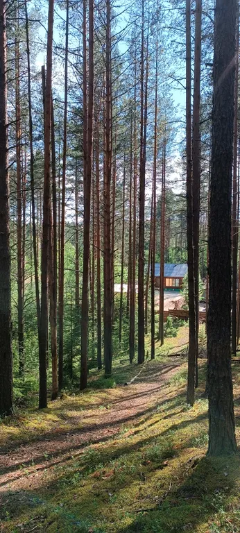 Уютный гостевой дом в лесном просторе