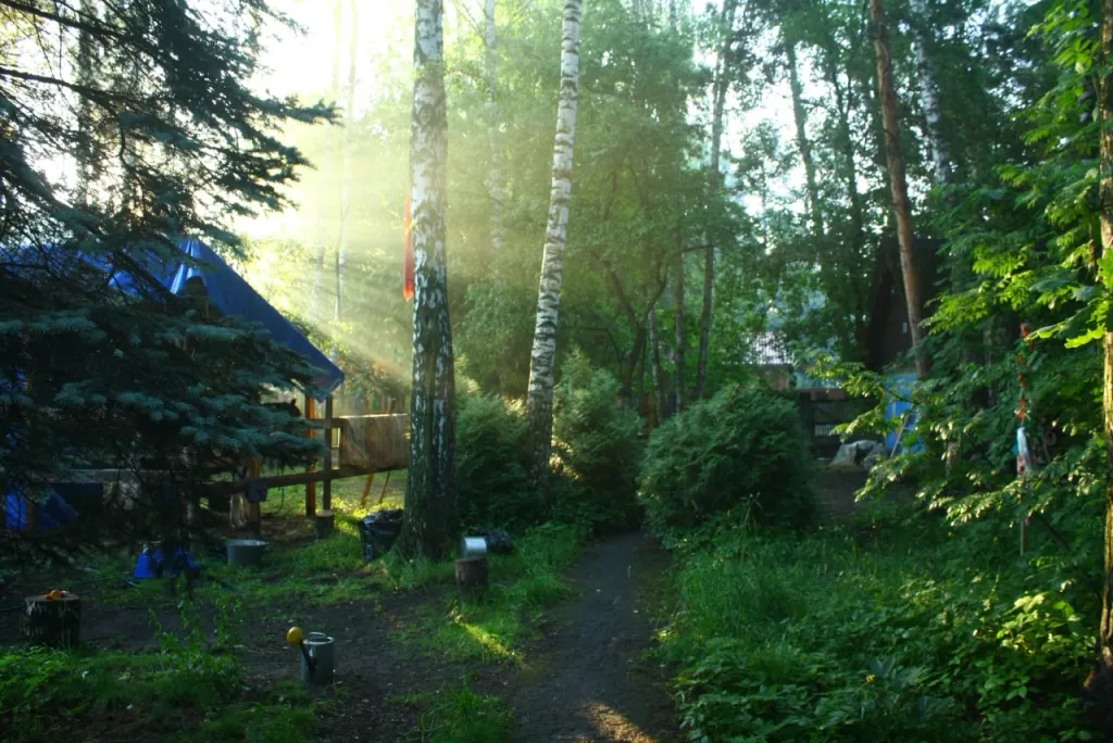 Юрта среди сосен и воздуха