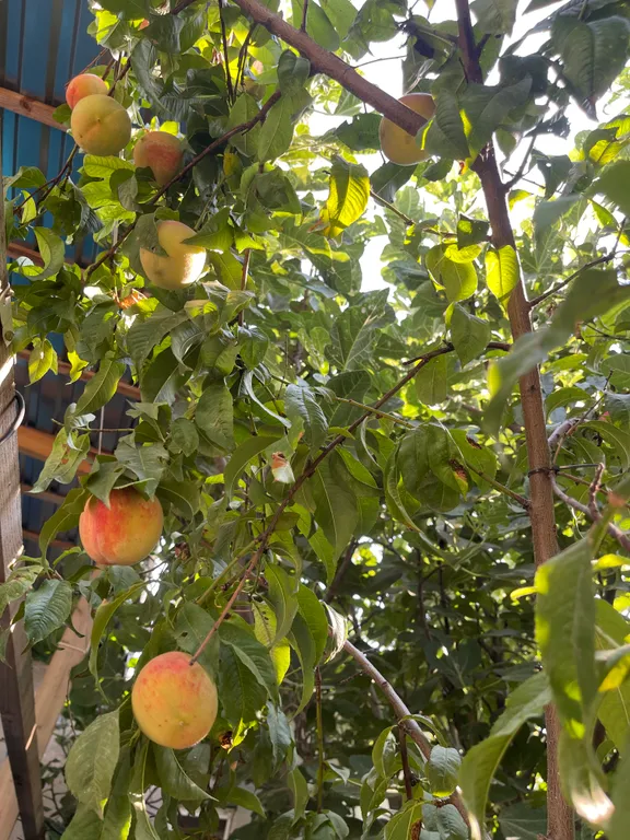 Частный дом.Участок 5 соток.Без соседей.В пешей доступности от моря