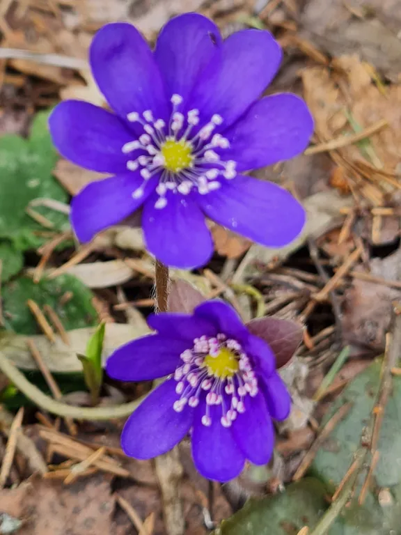 Коттедж Коттеджи у озера — Луга