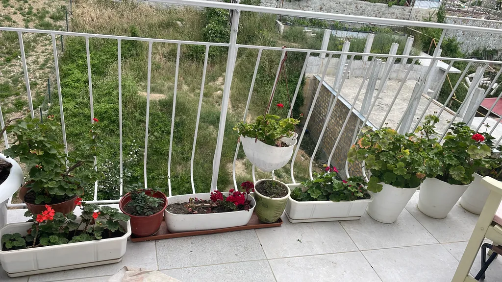 Можжевеловая роща