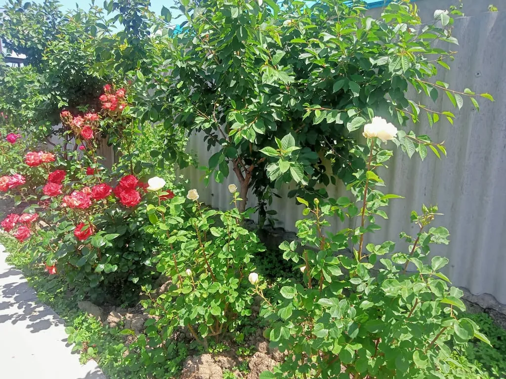 Дачный домик на первой береговой линии