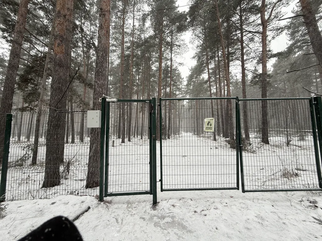 Апартамент в сосновом лесу