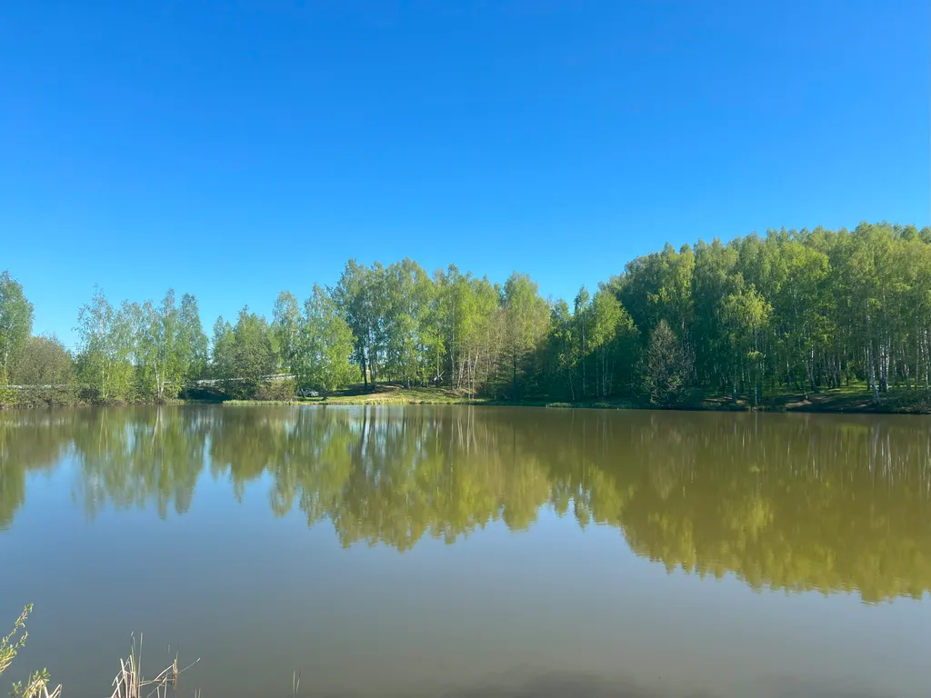 Стильный барн в соснах