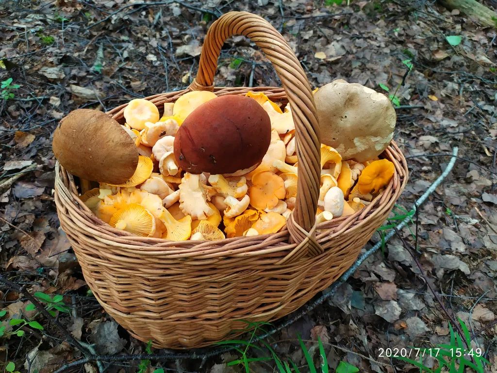 Дом в лесу с русской баней