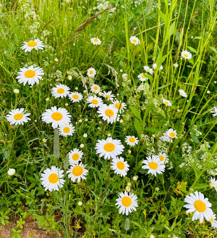 Коттедж Уютный гостевой дом с сауной — Осурово