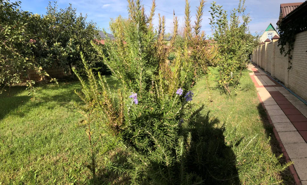 Дача на берегу моря