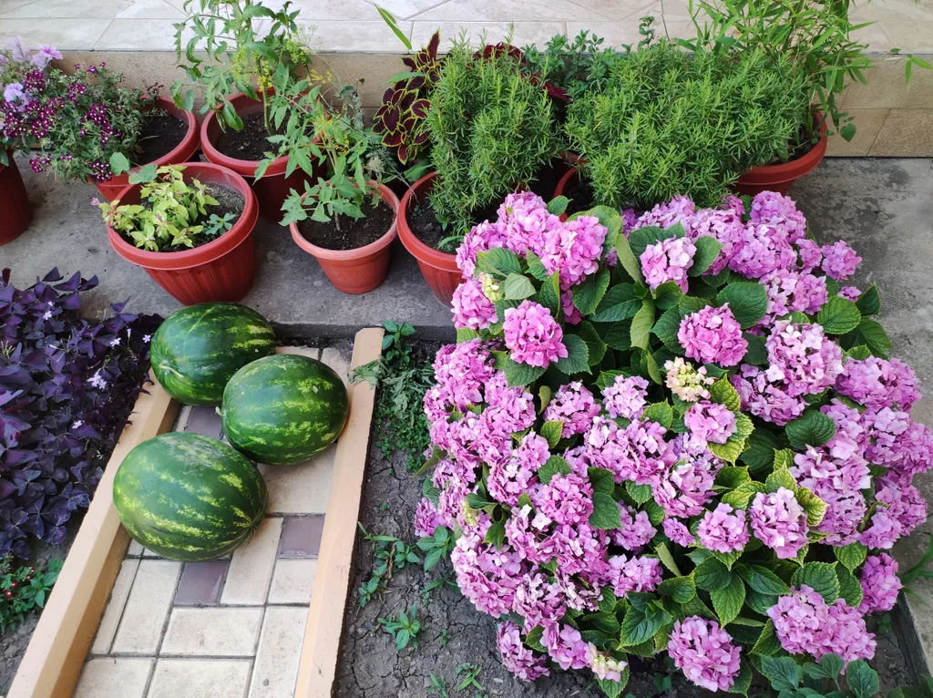 Райский уголок