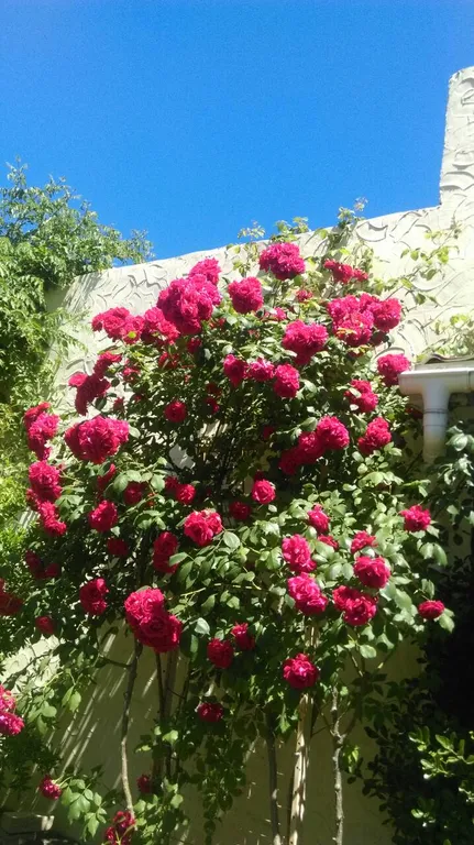 Коттедж Уютный домик с новым ремонтом — Евпатория