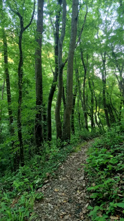 Комната в доме в лесу у моря