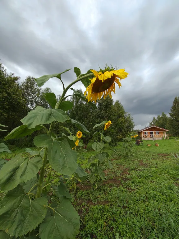Дом в сердце русской деревни
