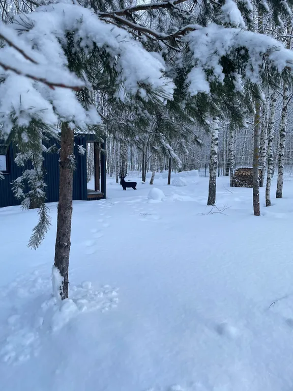 Самый уютный дом с панорамным остеклением в березовом лесу