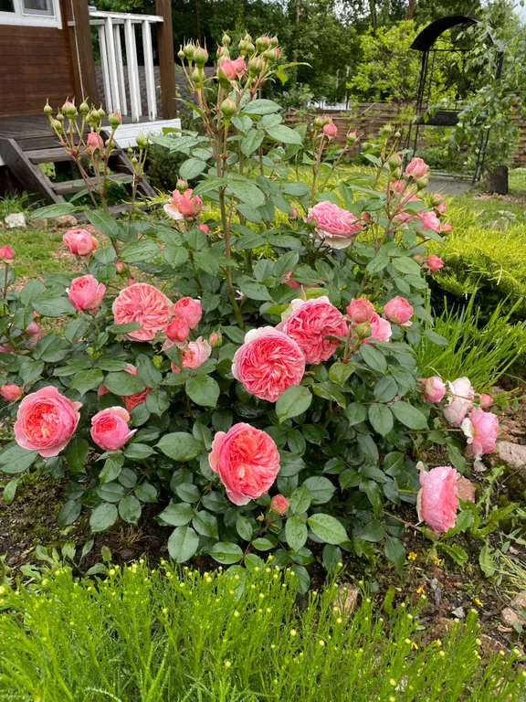 Домик у леса