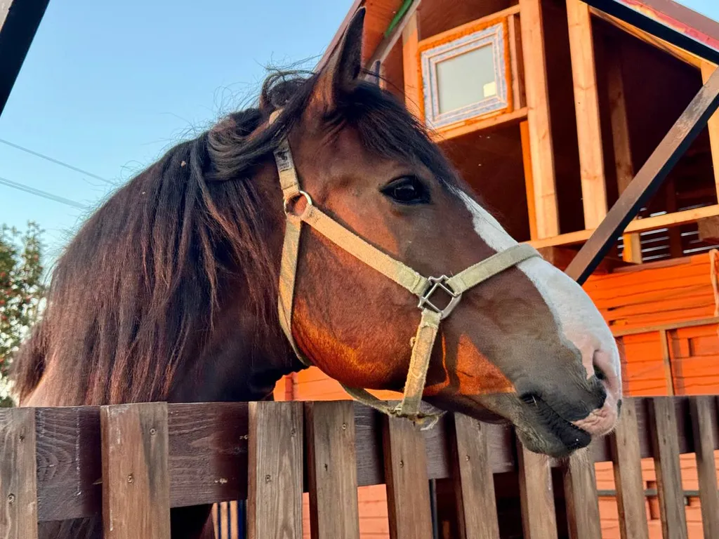 Гостевой дом с конюшней