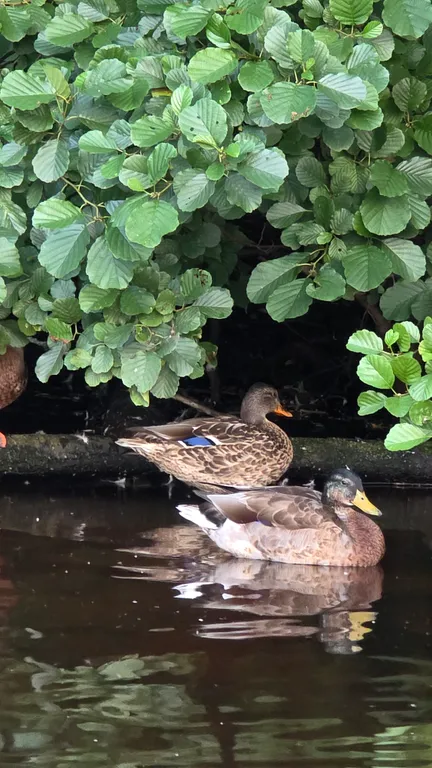 Квартира Квартира Очарование с видом на озеро — Светлогорск