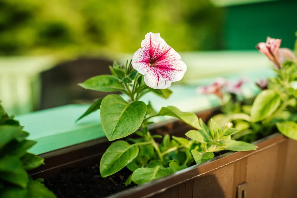 Уютный гостевой дом в Карельской деревне Вереск 3