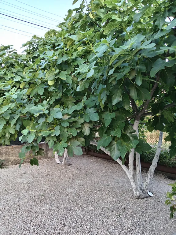 Дача у Моря