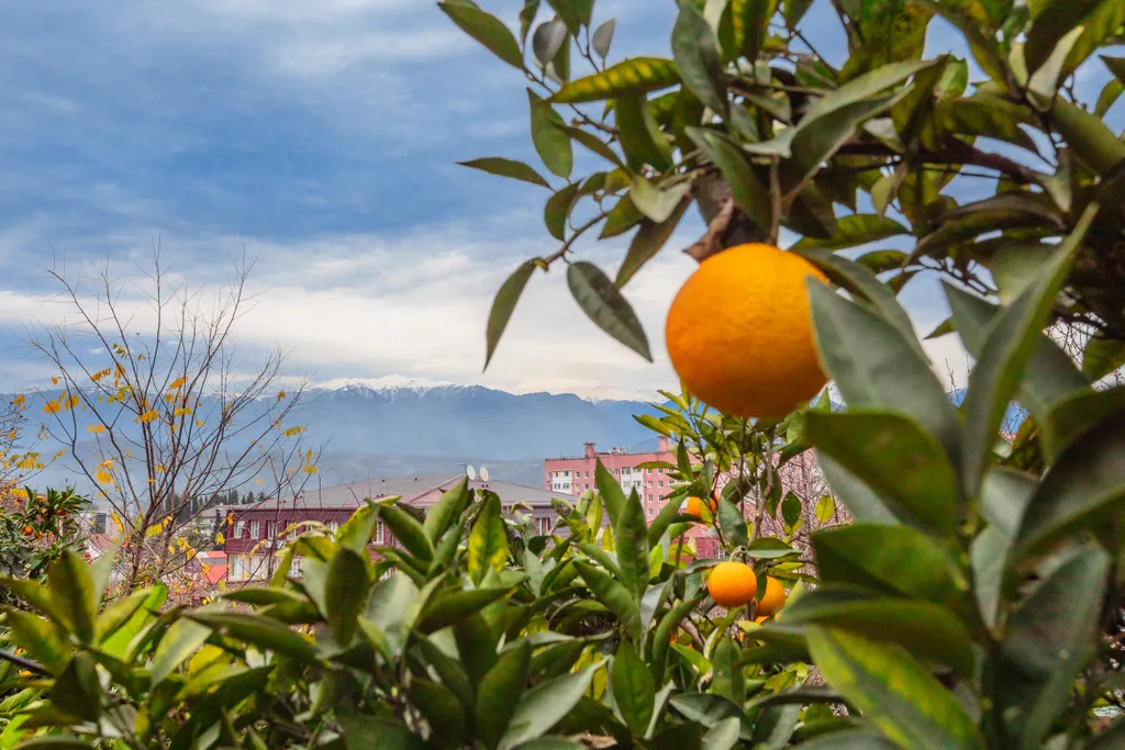 Студия с видом на горы