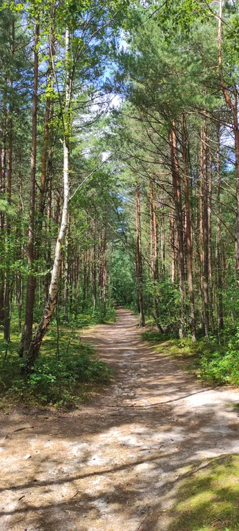 Квартира Уютная квартира в курортном городе — Светлогорск