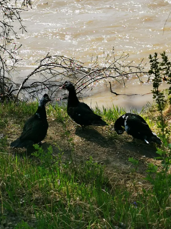 Любимый берег гостевой дом на берегу Катуни