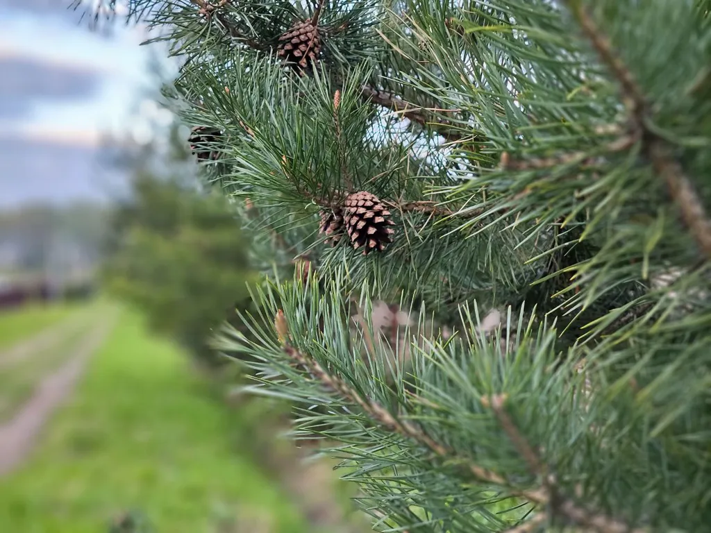 Petrushkа Просторы