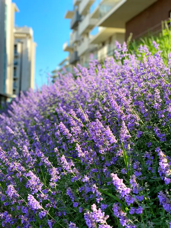 Квартира Светлая, уютная 1-комнатная квартира в жк анаполис — Варваровка