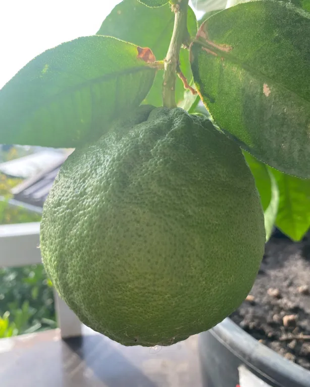 Квартира Комната — Лазаревское